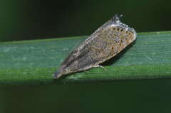 Dichrorampha plumbana