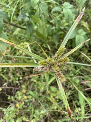 Cyperus cyperoides
