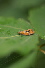 Olethreutes arcuella