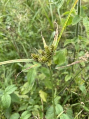 Cyperus cyperoides