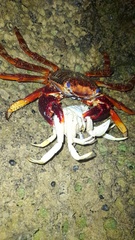 Grapsus adscensionis