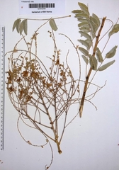 Styphnolobium japonicum