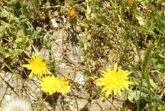 Biserrula pelecinus