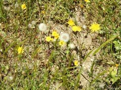 Leontodon longirostris