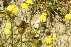 Leontodon longirostris