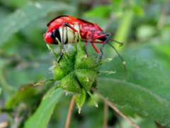 Dysdercus albofasciatus