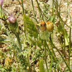 Leontodon longirostris