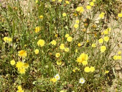 Leontodon longirostris