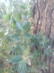 Rhamnus alaternus