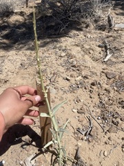 Penstemon angustifolius