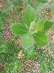 Baccharis dracunculifolia