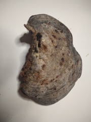 Inonotus