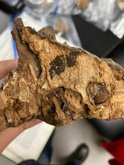 Inonotus