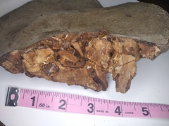 Inonotus