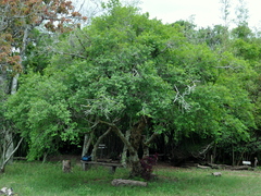 Erythroxylum argentinum