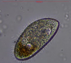Paramecium