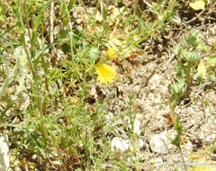 Leontodon longirostris