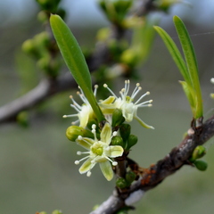 Erythroxylum argentinum