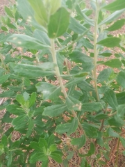 Baccharis dracunculifolia