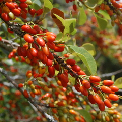 Erythroxylum argentinum