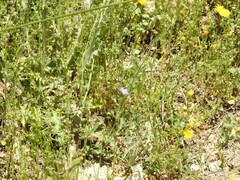 Leontodon longirostris