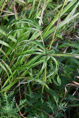 Syneilesis aconitifolia