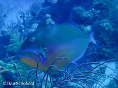Balistes vetula