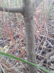 Baccharis dracunculifolia