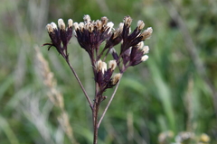 Syneilesis aconitifolia