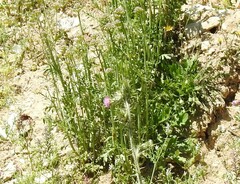 Centranthus calcitrapae