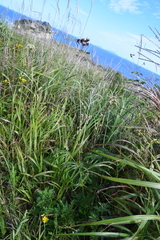 Syneilesis aconitifolia