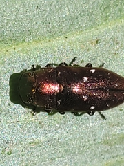 Diphucrania albosparsa
