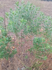 Baccharis dracunculifolia