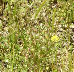 Campanula erinus