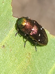 Diphucrania albosparsa
