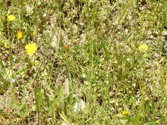 Leontodon longirostris