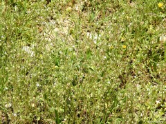 Campanula erinus