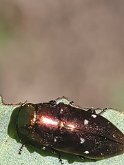 Diphucrania albosparsa