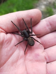 Uliodon