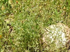 Campanula erinus