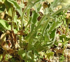 Andryala integrifolia