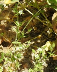 Arenaria serpyllifolia