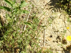 Campanula erinus