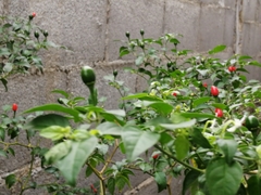 Capsicum