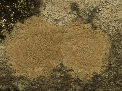 Ionaspis lacustris