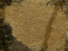 Ionaspis lacustris