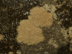 Ionaspis lacustris