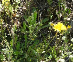 Leontodon longirostris