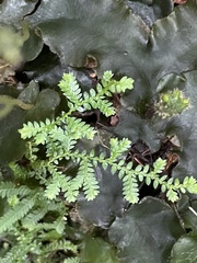 Selaginella