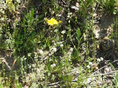 Leontodon longirostris